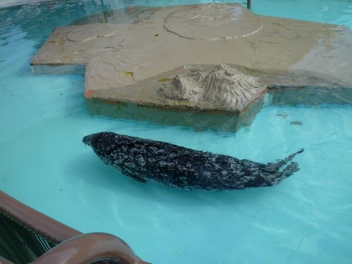 日曜のゼニガタさん家