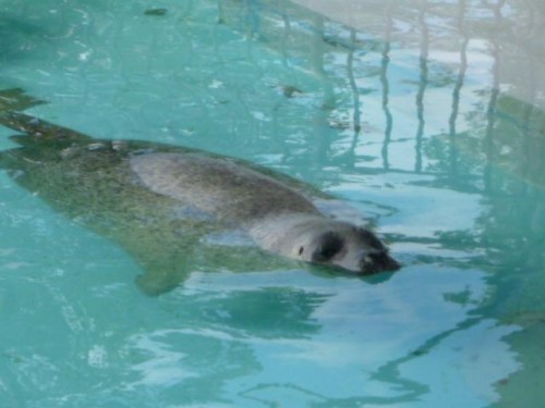 日曜のゼニガタさん家2