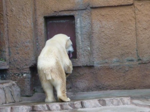 ドンドン係さん