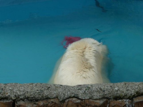 お詫びにどうぞ