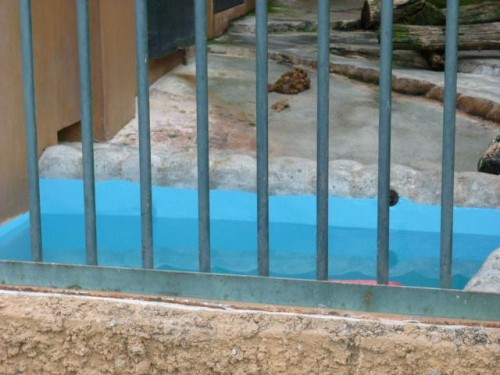 デナさんのプール