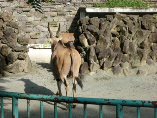 プッチョさん…