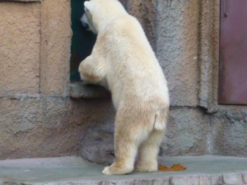 ふんじゃった…