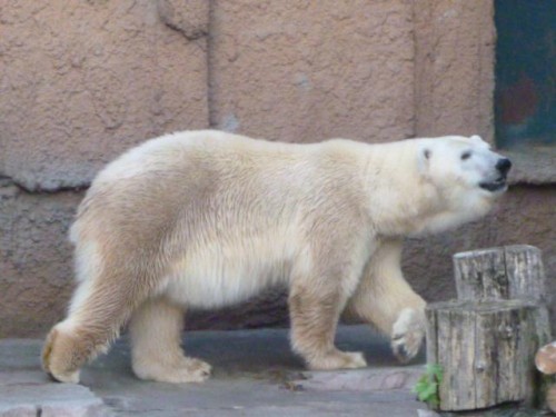 ララさんとピリカさん