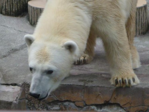 本日のピリさん
