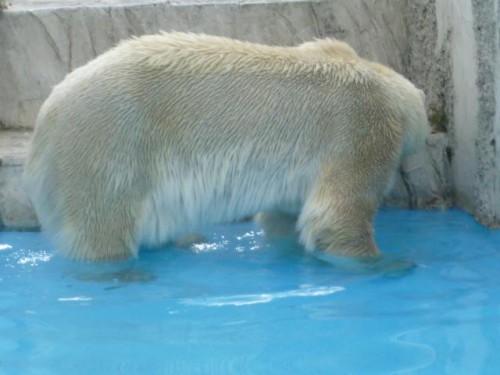 本日のララさん