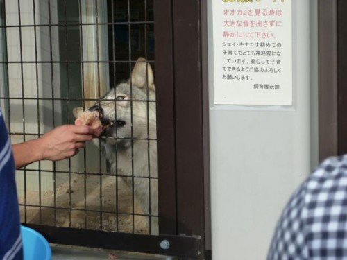 オオカミのお食事