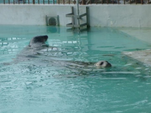 ゼニガタさん家