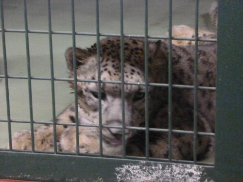 夜のユキヒョウ