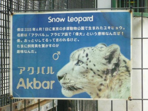 ユキヒョウさん家のアクバルさん