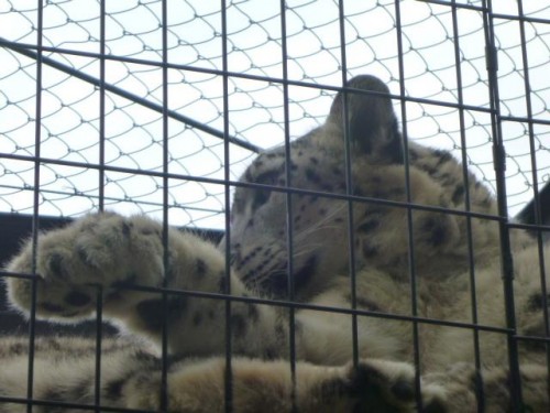 ユキヒョウさん一家