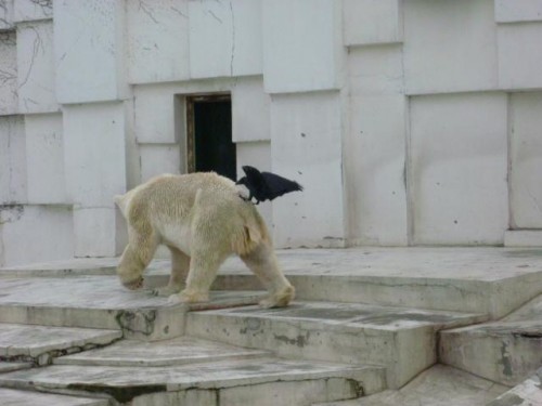 ララ様とカラス