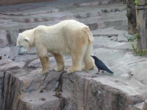 ピリカさんとカラス