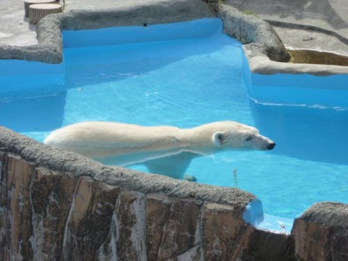 キレイなプールとピリカさん