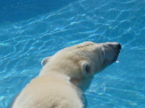 お気に召すか、わかりませんが…