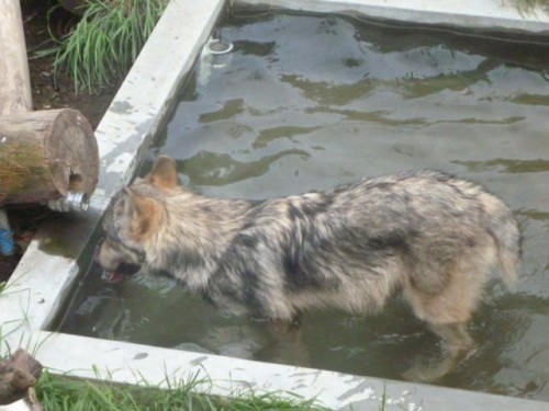 やんちゃルークの一人遊び