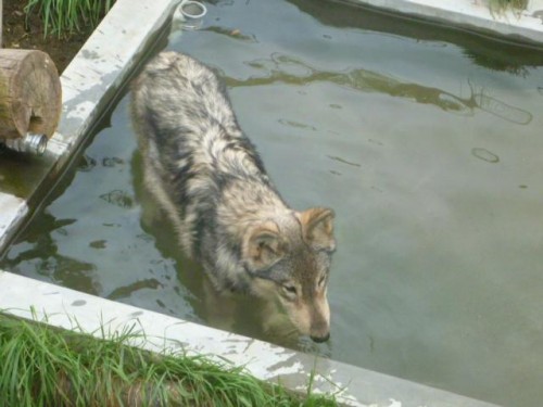 やんちゃ坊主の続き