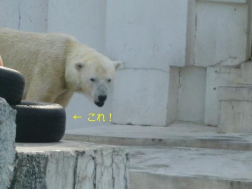 イコキロホリックさん！