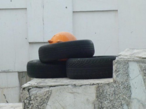 撮って来たわよ！