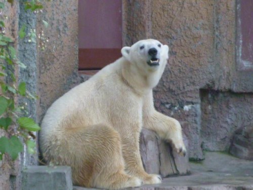 ぴ～～りかちゃん！