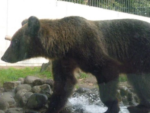 本日のとわちゃん