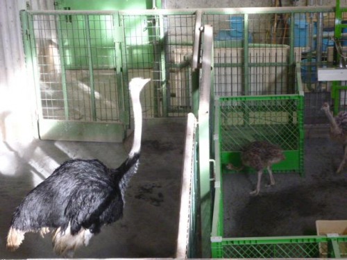 バロンおじいちゃんと愉快なチビっこ達