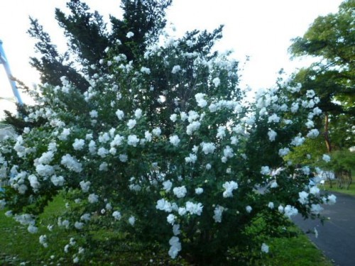 綺麗だったから…