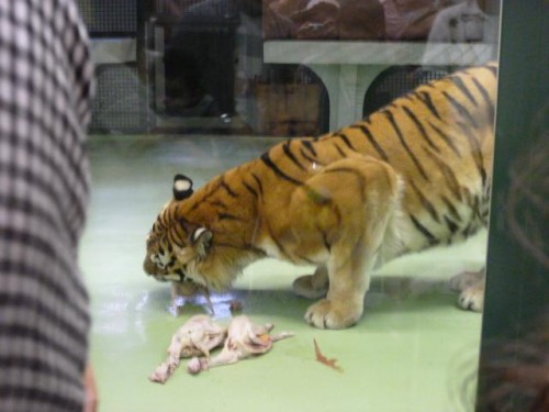 ワイルドタイム～♪