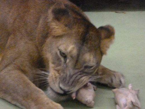 ワイルドタイム～( ライオン)