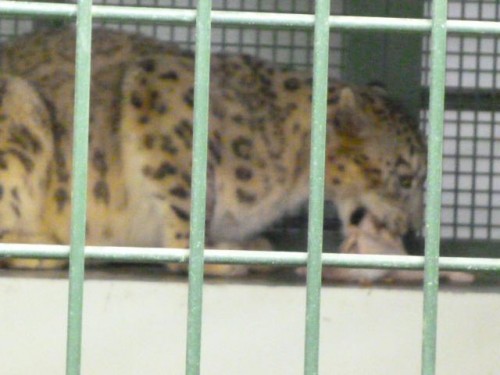 ワイルドタイム～( ユキヒョウ)