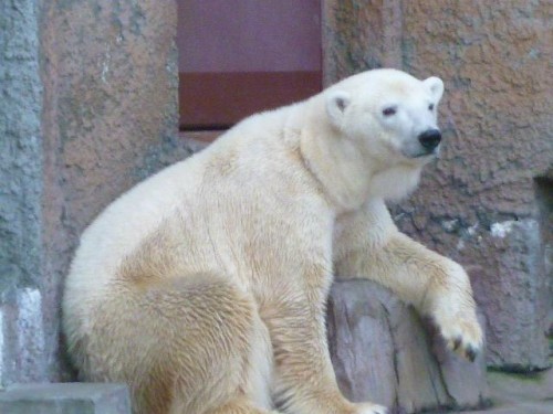 ホッキョク界のプリンセス♪