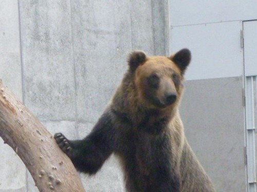 エゾヒグマ界のプリンセス♪