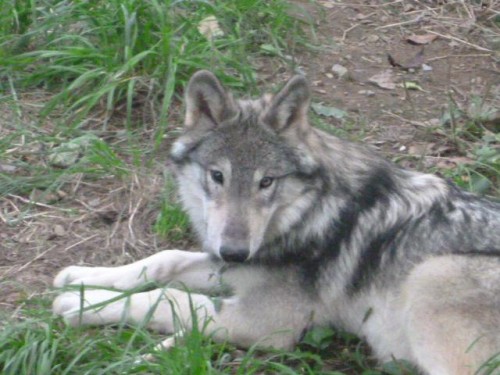 オオカミ界のプリンス♪