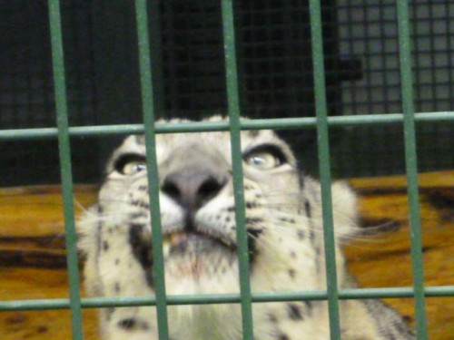 ワイルドなタイム( ユキヒョウ～)