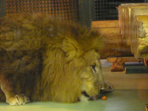 ワイルドなタイム( ライオン～)