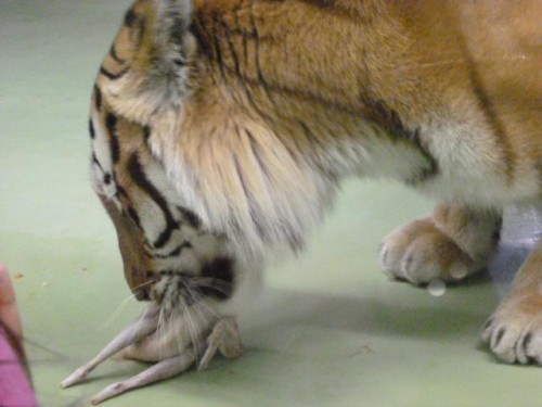 ワイルドなタイム( トラ～)