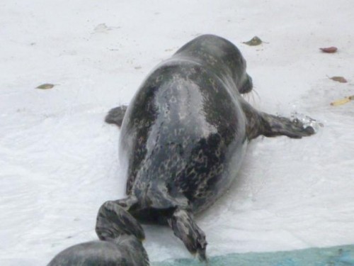 さくらこちゃま