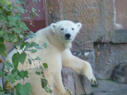 本日のピリカさん