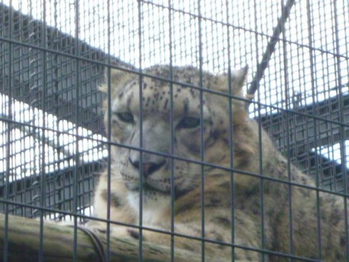 アクバル父さん