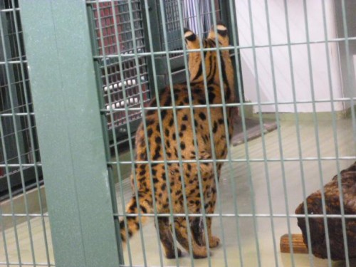 サーバルキャット