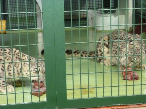 ヒョウ達のお食事タイム