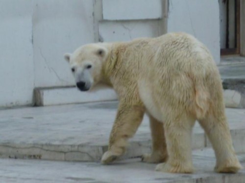 ブフォ～！…の妻