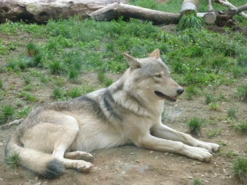 ジェイくんのみ！