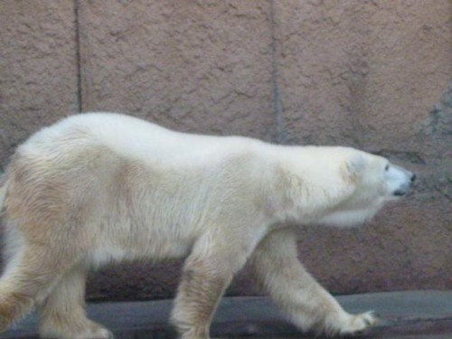 ピリさんくらべ！