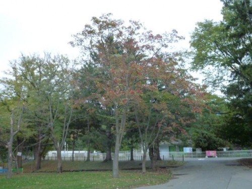 秋なんですね！