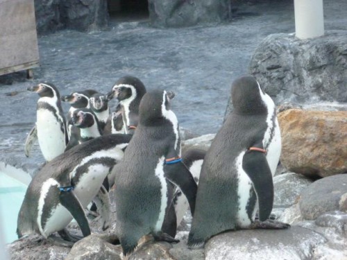 ペンギンさん家