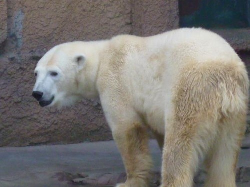 ピリカ姫～ラスト