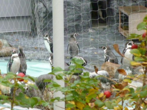 ミミちゃんの次は…