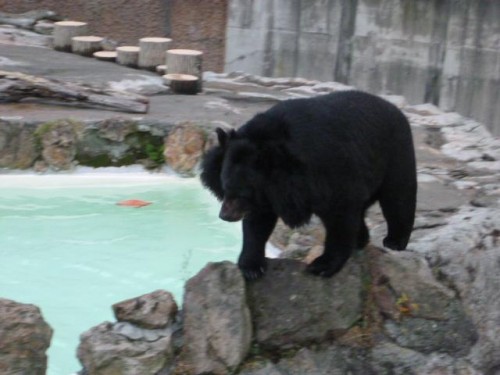 また、いつも通り