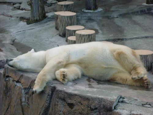 ピリカさんのお昼寝♪